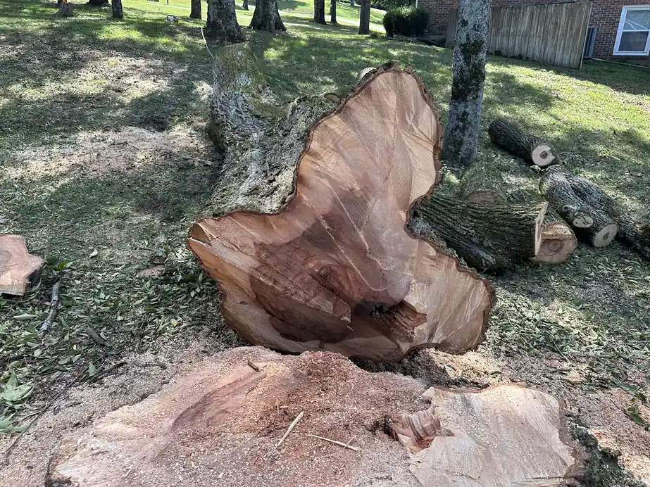 Felled hardwood trunk cut clean through, the pale cross-section showing a hollow at the heart