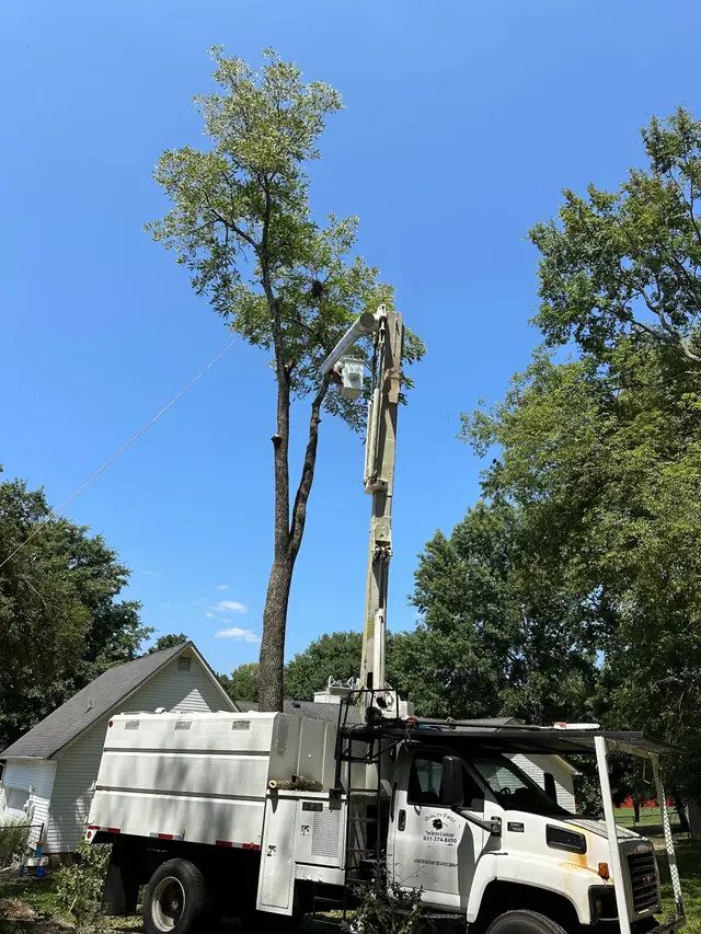 Quality First Tree Service's white chip truck with its boom up beside a tall tree, company name and phone on the door